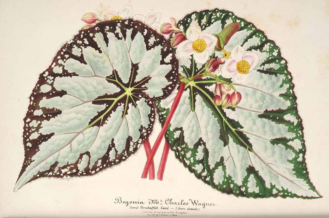 B. ‘Mr. Charles Wagner’